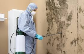 Environmental Consulting for Mold Prevention in Swepsonville, NC